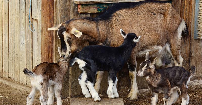Media Release: Agriculture ministry encourages small ruminant production – St Lucia Business Online Media Release: Agriculture ministry encourages small ruminant production – St Lucia Business Online