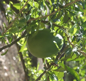 The Calabash Tree